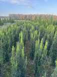 Cis Hicksii  120 cm