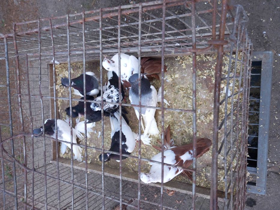 Sprzedam lot  gołębi