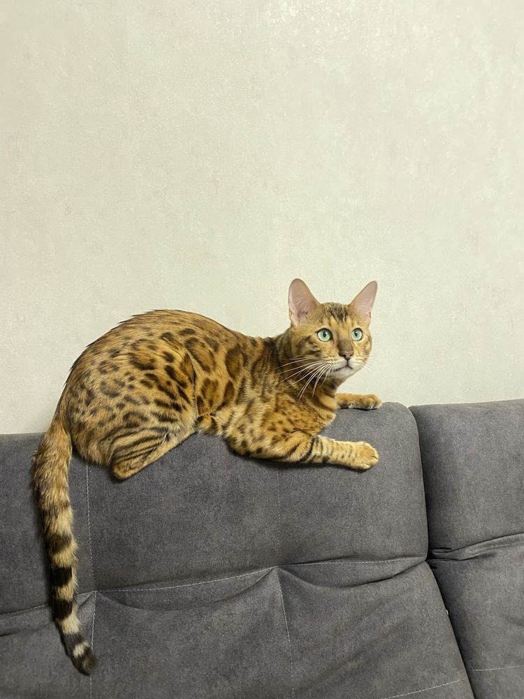 Вязка бенгальского кота