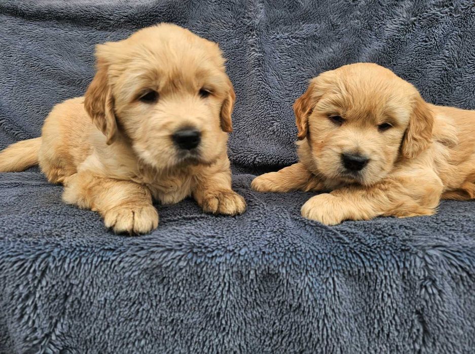 Golden Retriever - złoty szczeniak