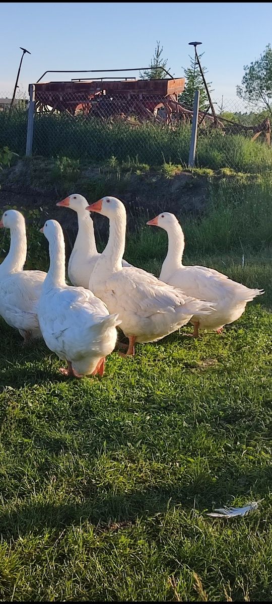 Gąski koludzkie owsiane