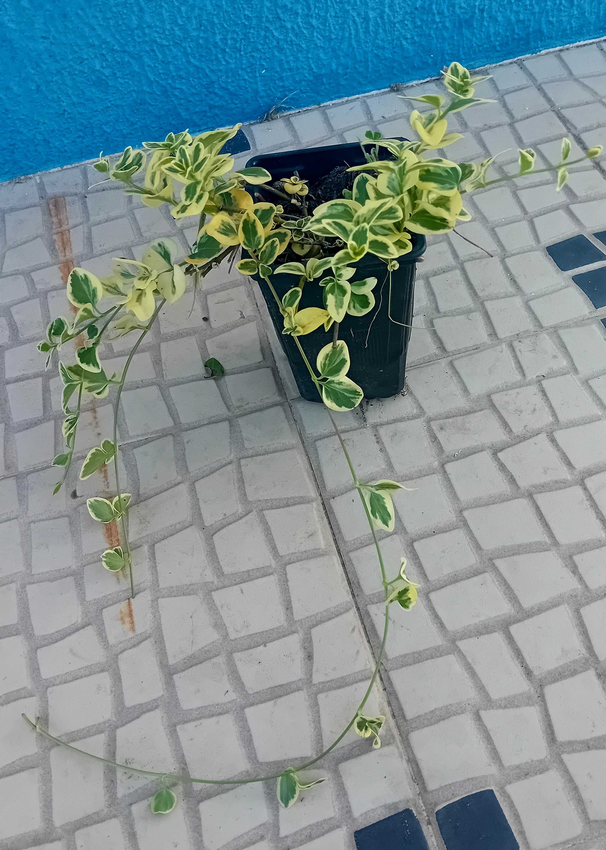 Plantas de Vinca Maior variegada ou nao variegada