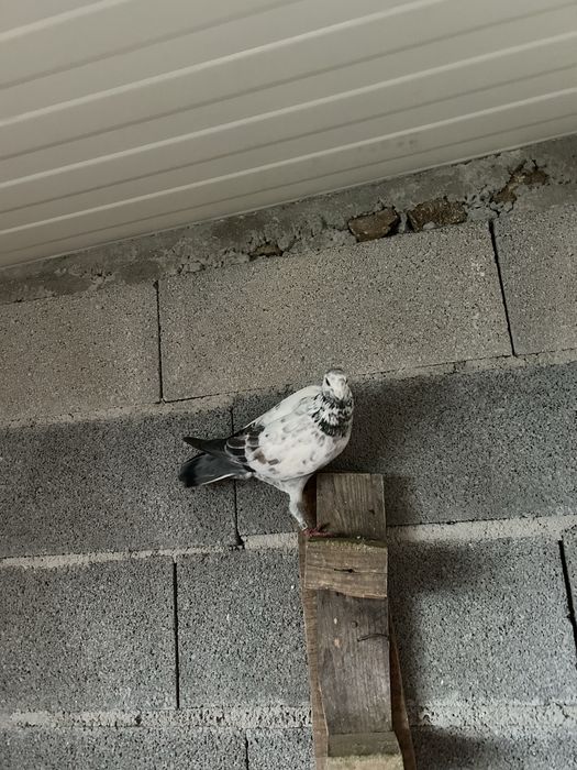 Vendo pombos correios de 2025