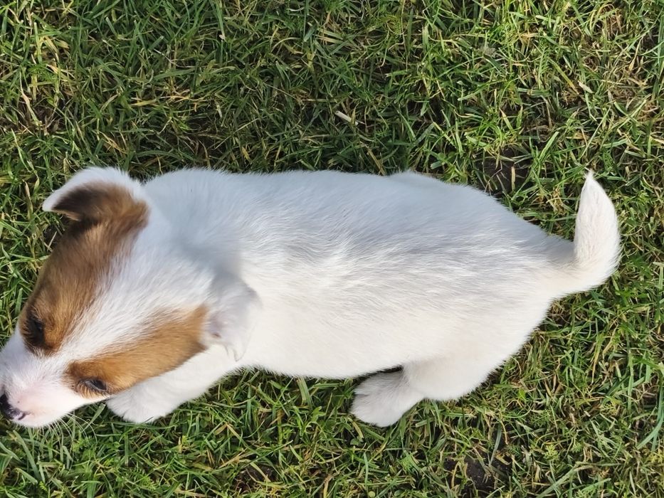 Jack Russell Terrier