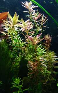 Rotala Indica Roślina do akwarium.