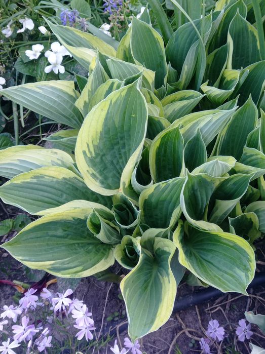 Цветок садовый,Хоста.