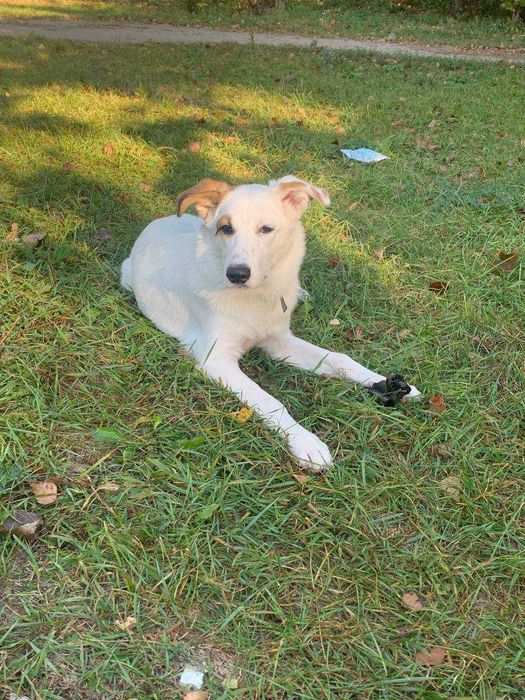 Собака у добрі руки