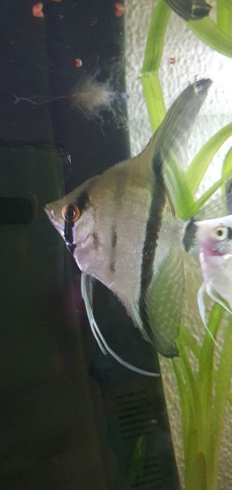 Casal de Escalares Altum Peruensis