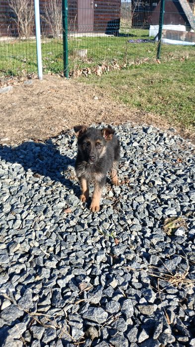 Продаж цуценят вівчарок