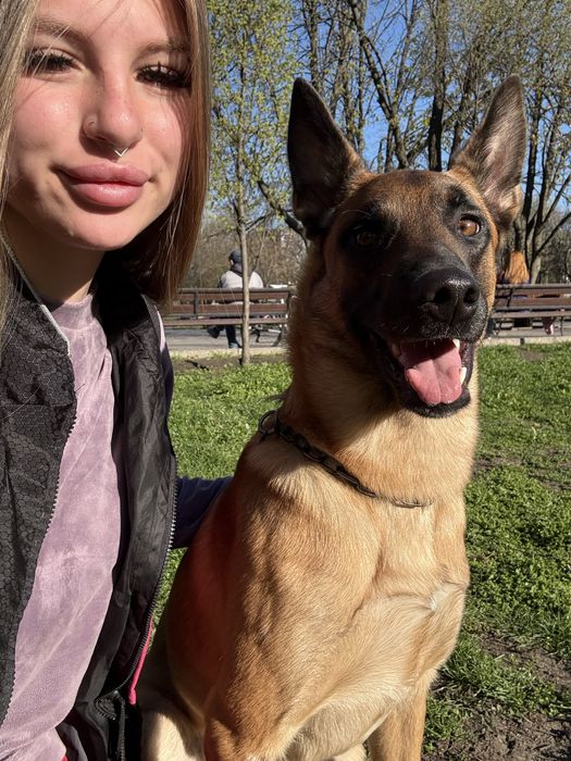 Домашня перетримка у кінолога