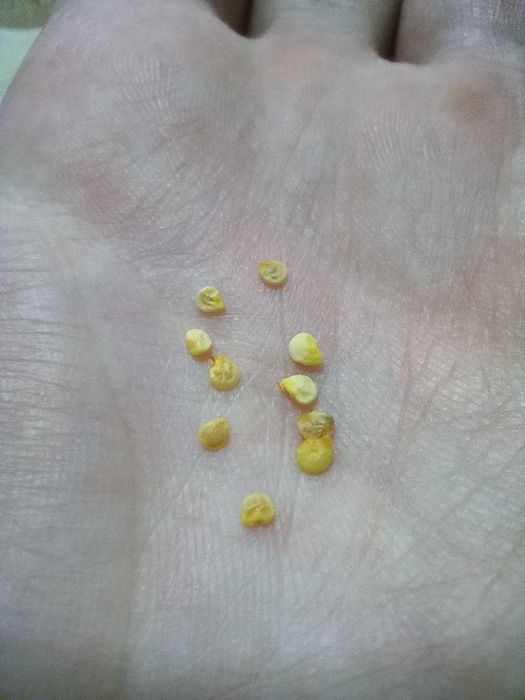 Насіння перцю чилі особливо гострий