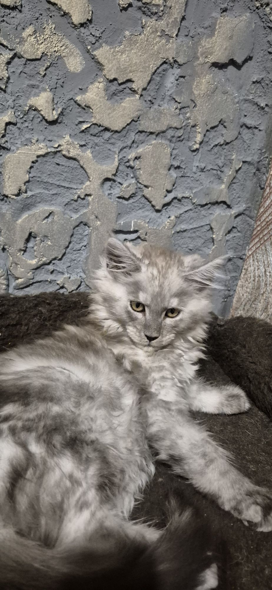 Шикарний кіт Мейн кун