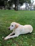 Adopção Urgente (Labradora e xLabradora)