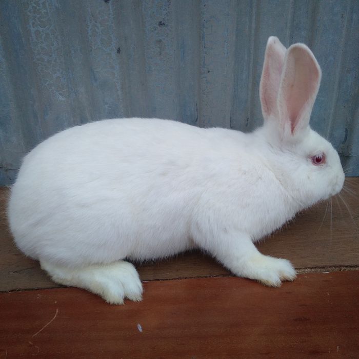 Sprzedam samiczki termondzkie czysta rasa