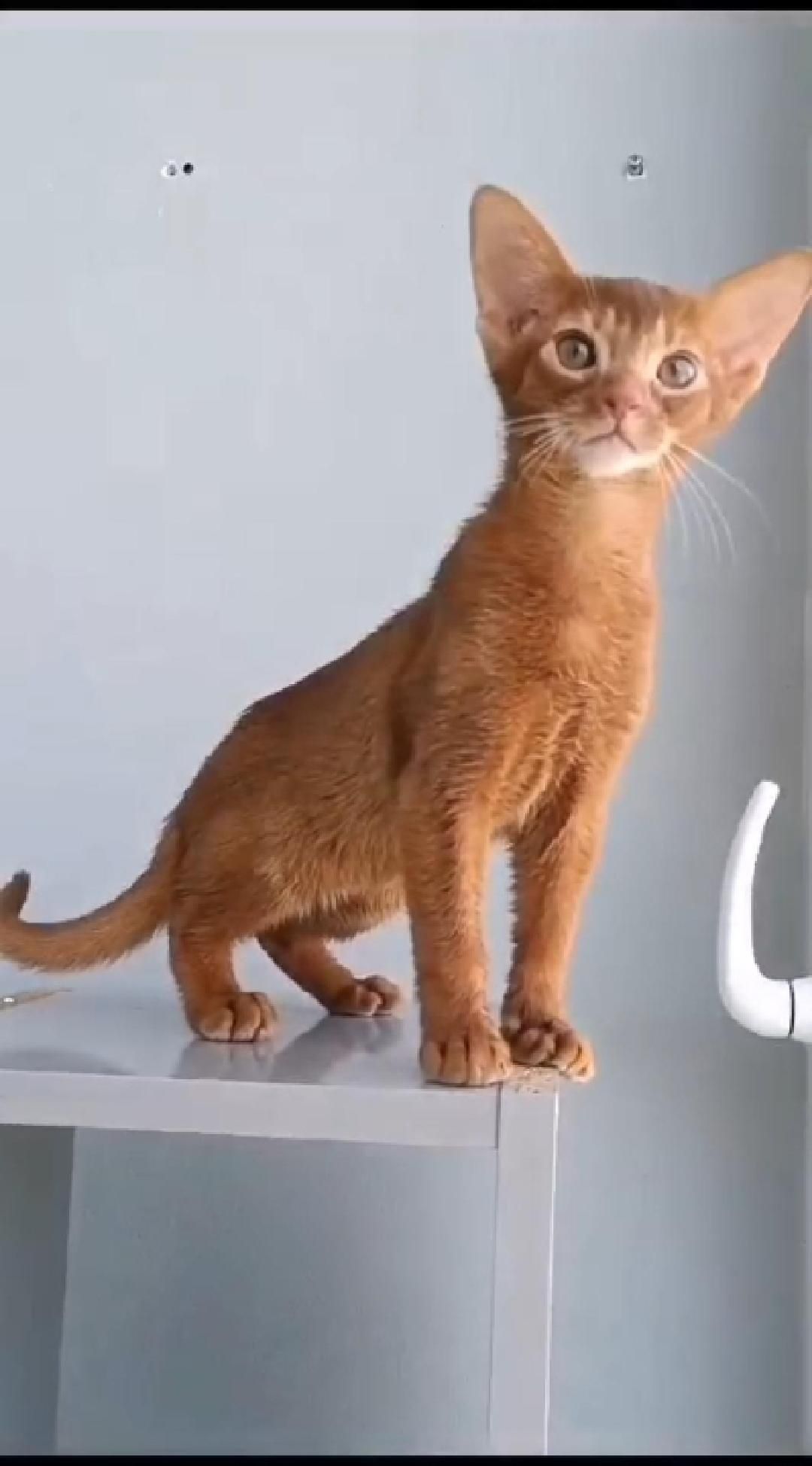 Прекрасный абиссинский котенок