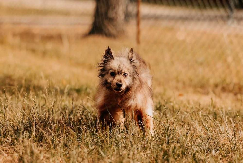 Brakuje mi kogoś kto pozwoli mi być jego psim przyjacielem - Simba