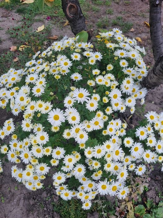 Хризантемы микс саженцы набор