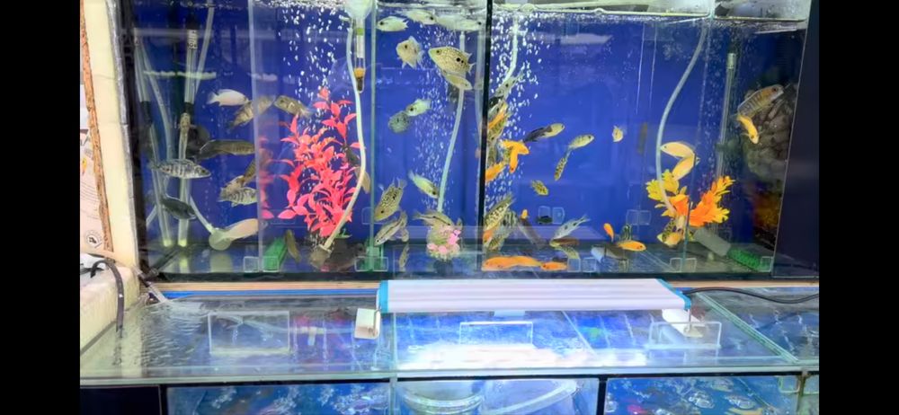 Цихлиды Малави, Танганьки, американские