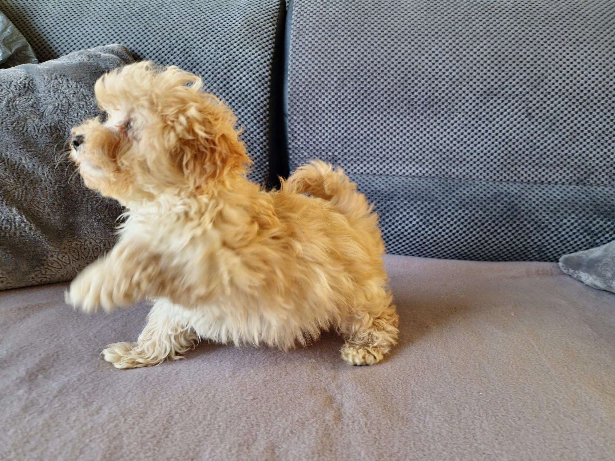 Piekny Piesek Maltipoo