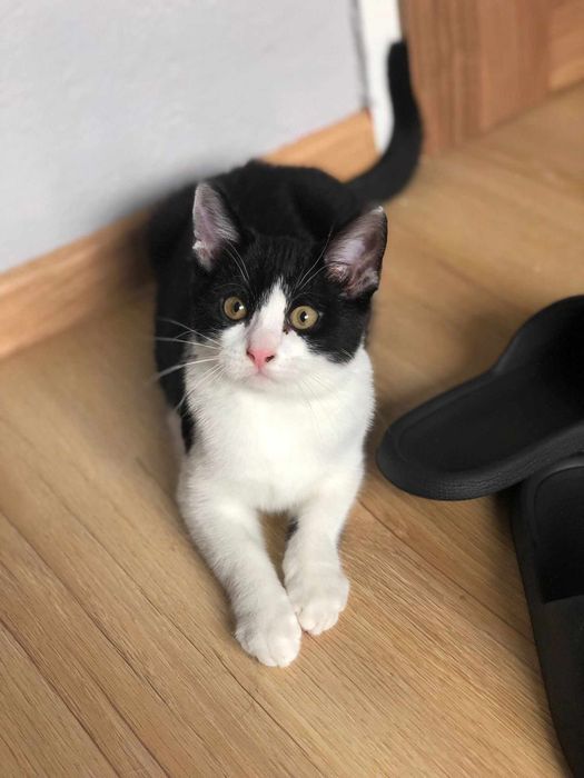 Słodziak Stasio poleca się do adopcji!