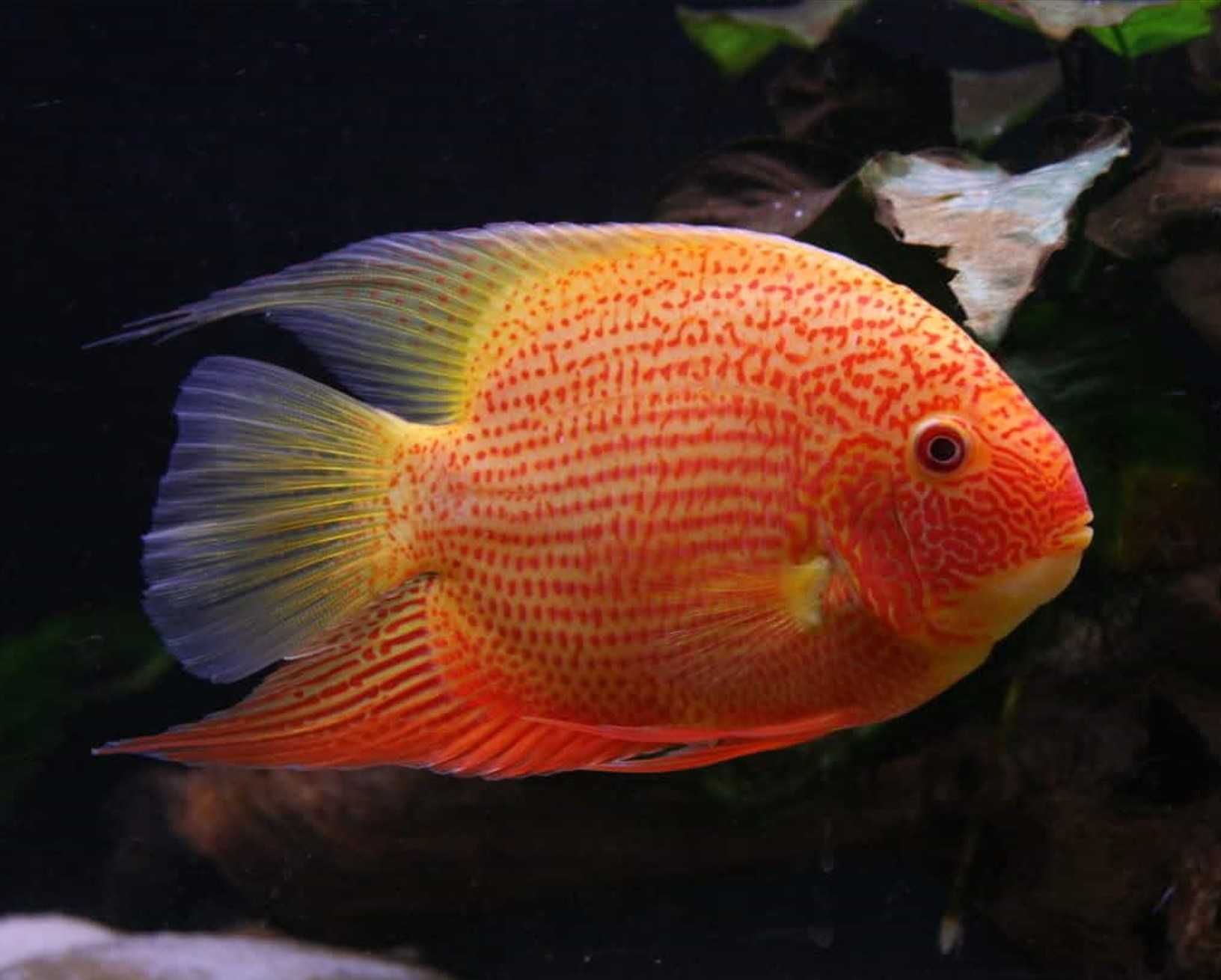 Pielęgnica severum ODMIANA RED - Sewerum - Heros efasciatus - dowóz