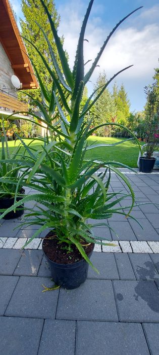 Aloes drzewiasty i aloe vera