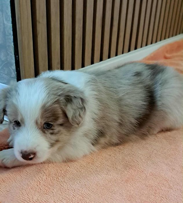 Border Collie szczenięta