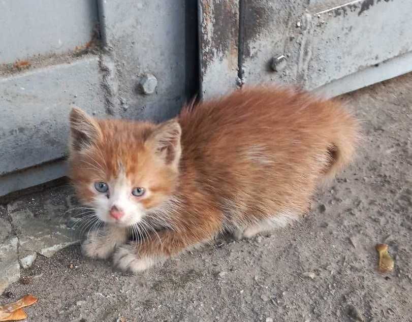 Кошеня котик маленький