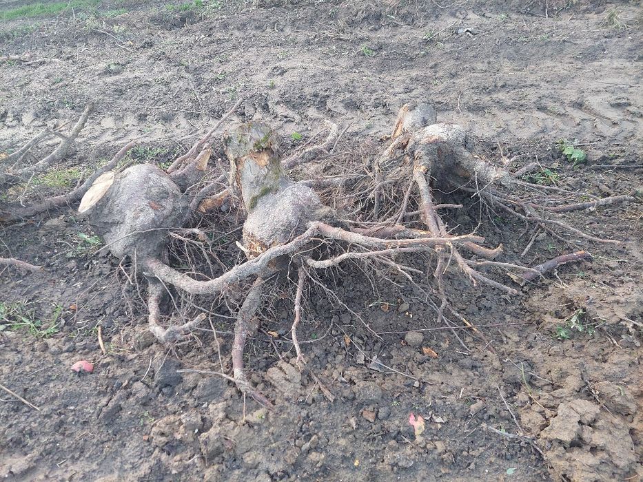 Korzenie z drzewa jabłonkowego