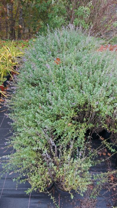 Kocimiętka pojemnik 3l C3 Walker's Low 7szt