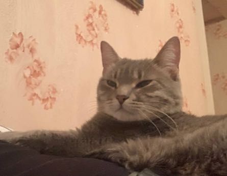 Пропала кошка непородистая