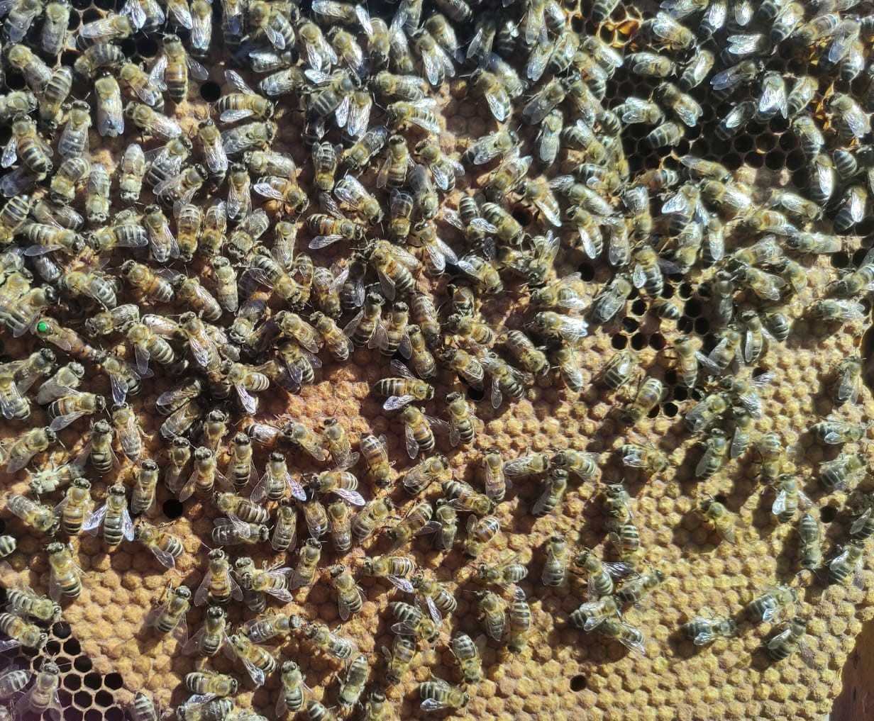 Rodziny pszczele na sprzedaż