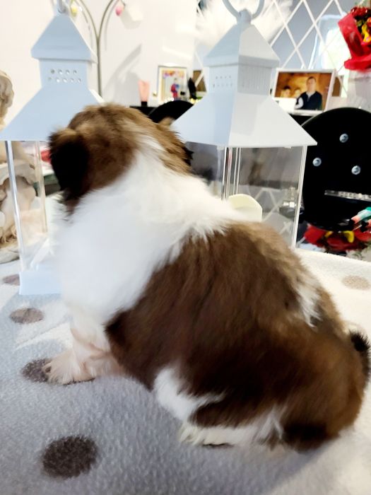 Sunia shih tzu wyprawka. Chip. Rodowód zapraszam