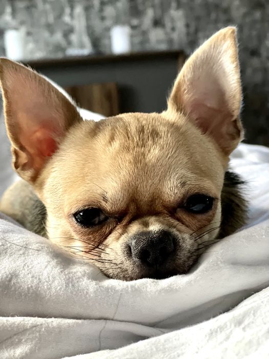 Кобель чіхуахуа запрошує дівчат на в‘язку