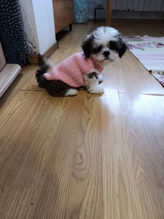 Девочка ши тцу..