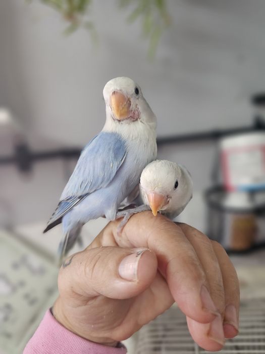 Rosicolis nascidos outubro