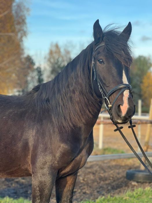 Kuc 4lata D grupa 147cm