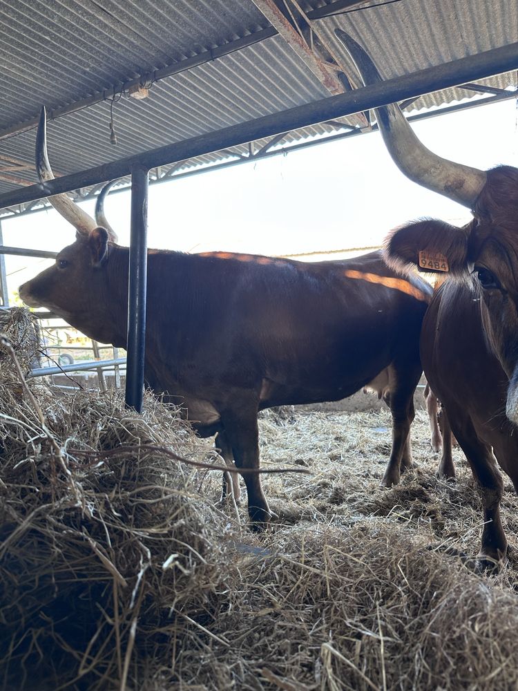 Vacas barrosas puras