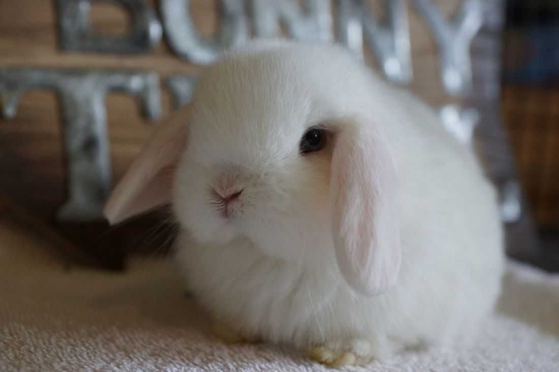 Coelhos anões mini Lop(orelhudos) belier lindíssimos