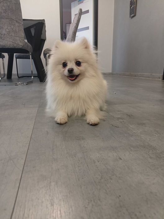 Suczka szpic miniaturowy/ pomeranian