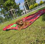 Hawańczyk hawańczyki havanese