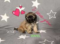 Shih Tzu chłopak z rodowodem