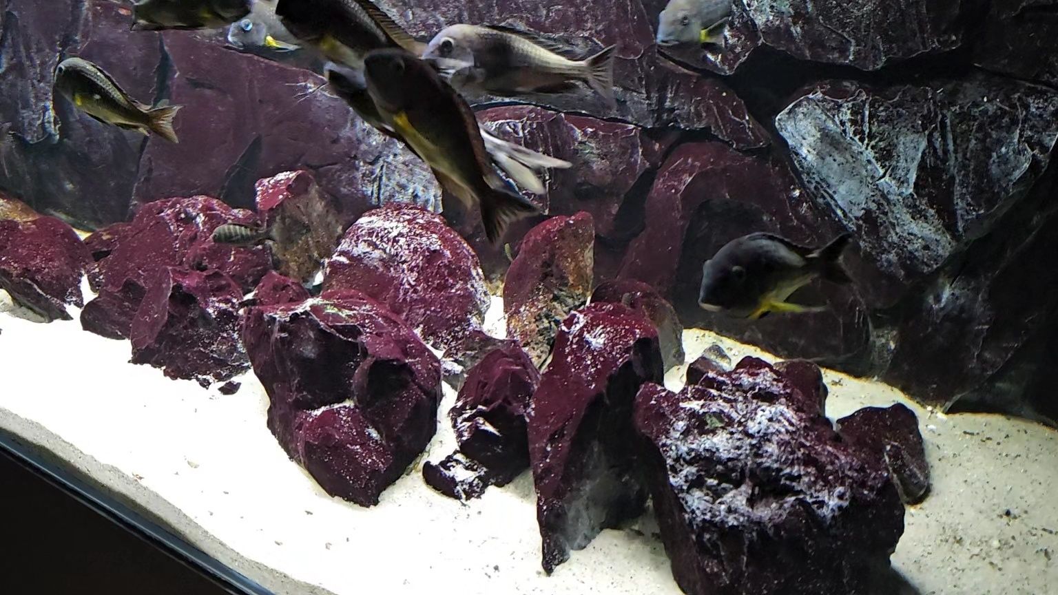 Tropheus sp. Crescentic Mkuyu WF + Akwarium