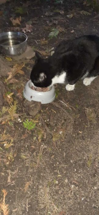 błąkający się kotek