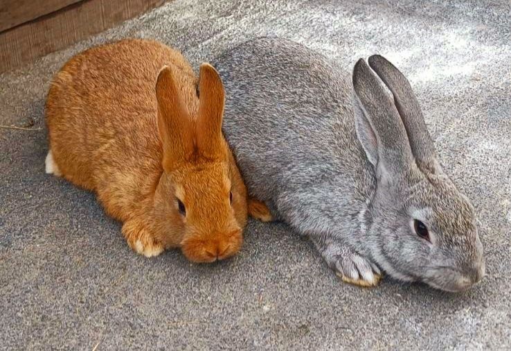 Продаю Кролик Рекс голубой, Новозеландский  Красный, Белый,чорноогнен