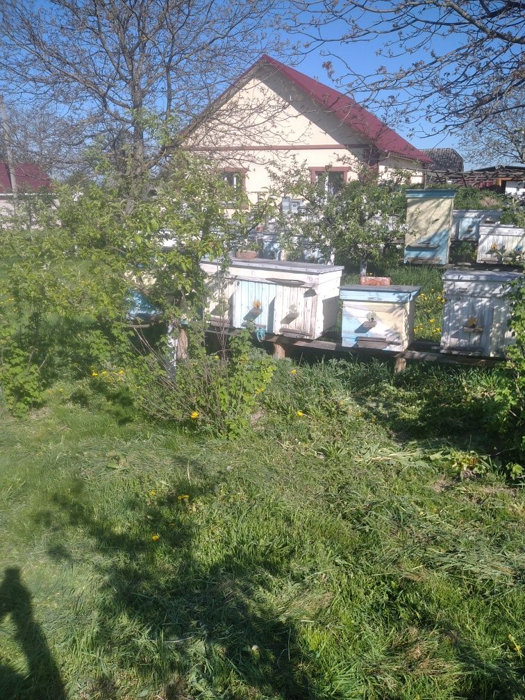 Продам бджолопакети, сім'ї 8 рам.
