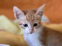 Dou gatinho de 7 semanas