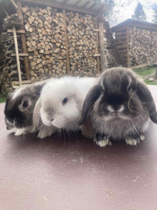 króliczki Mini Lop