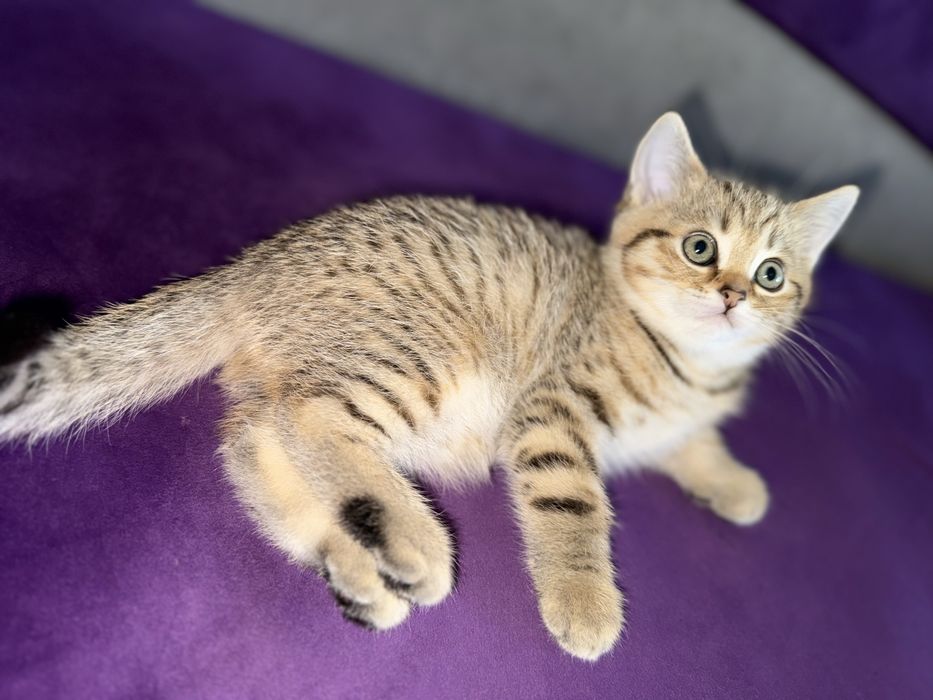 Шотландські кошенята