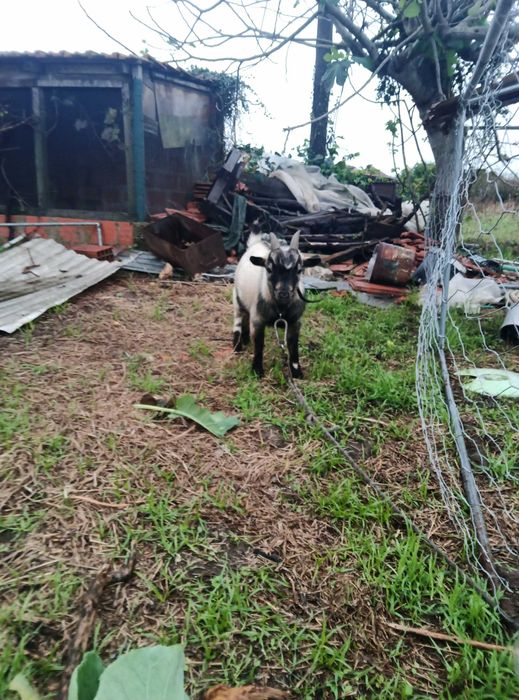 Cabrito micro anão macho